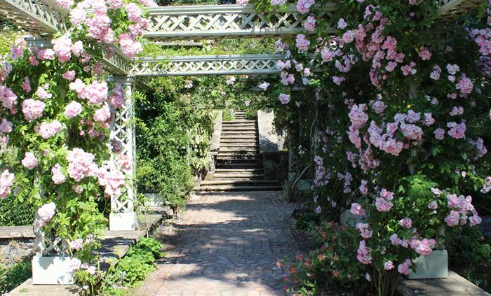 Delicate pink blooms of a climbing rose cover the pergola leading between the lower Rose Terrace and Lily Terrace at Bodnant Garden, Conwy, North Wale
